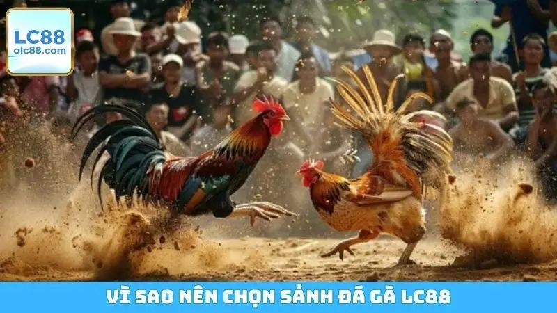 Vì sao nên chọn sảnh đá gà LC88